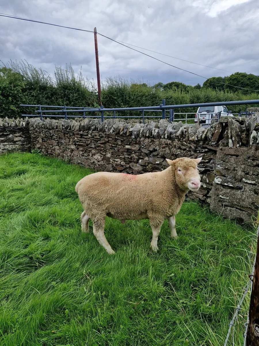 Dorset Ram - Image 3