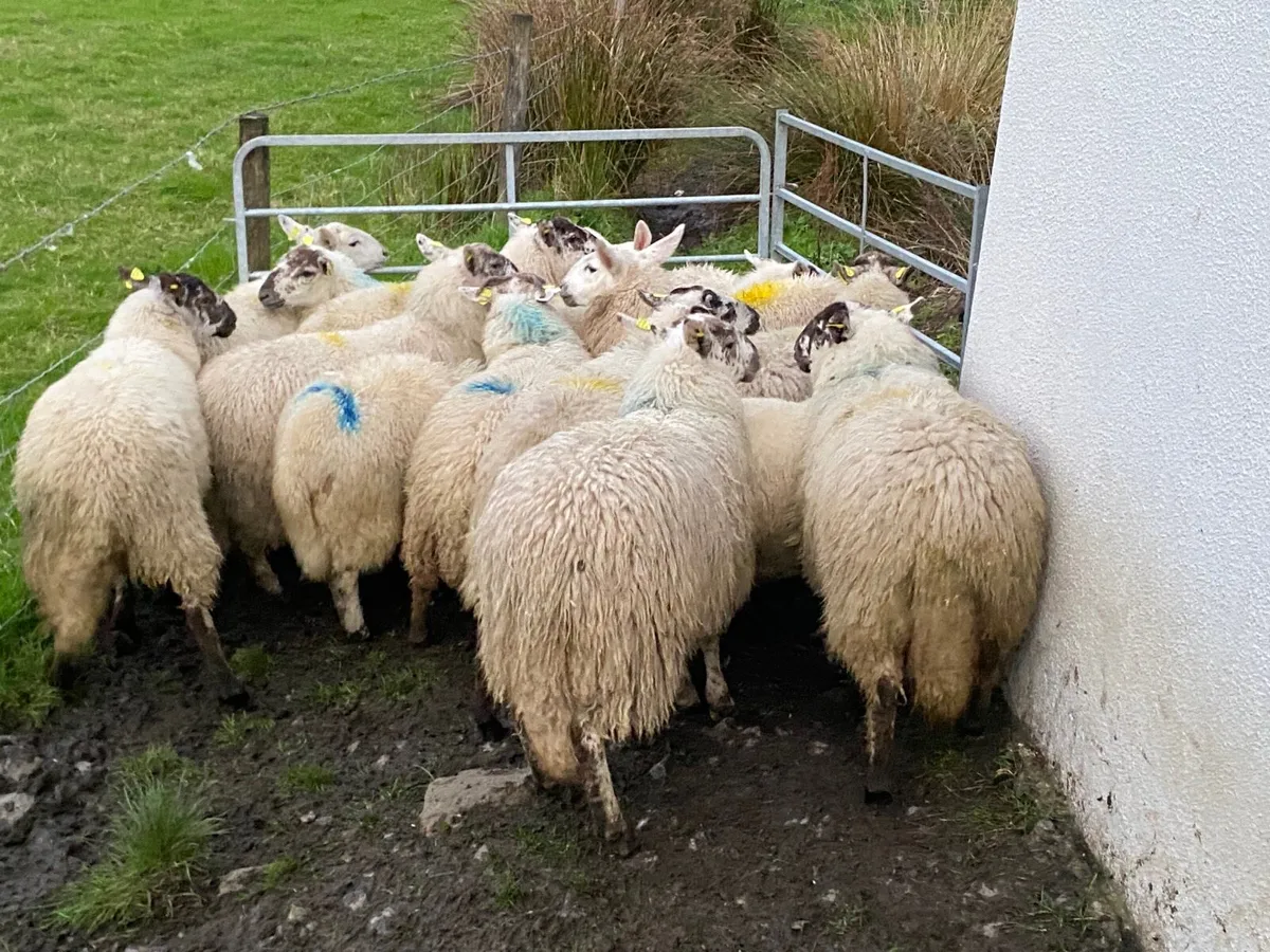 16 Super Ewe Lambs - Image 1