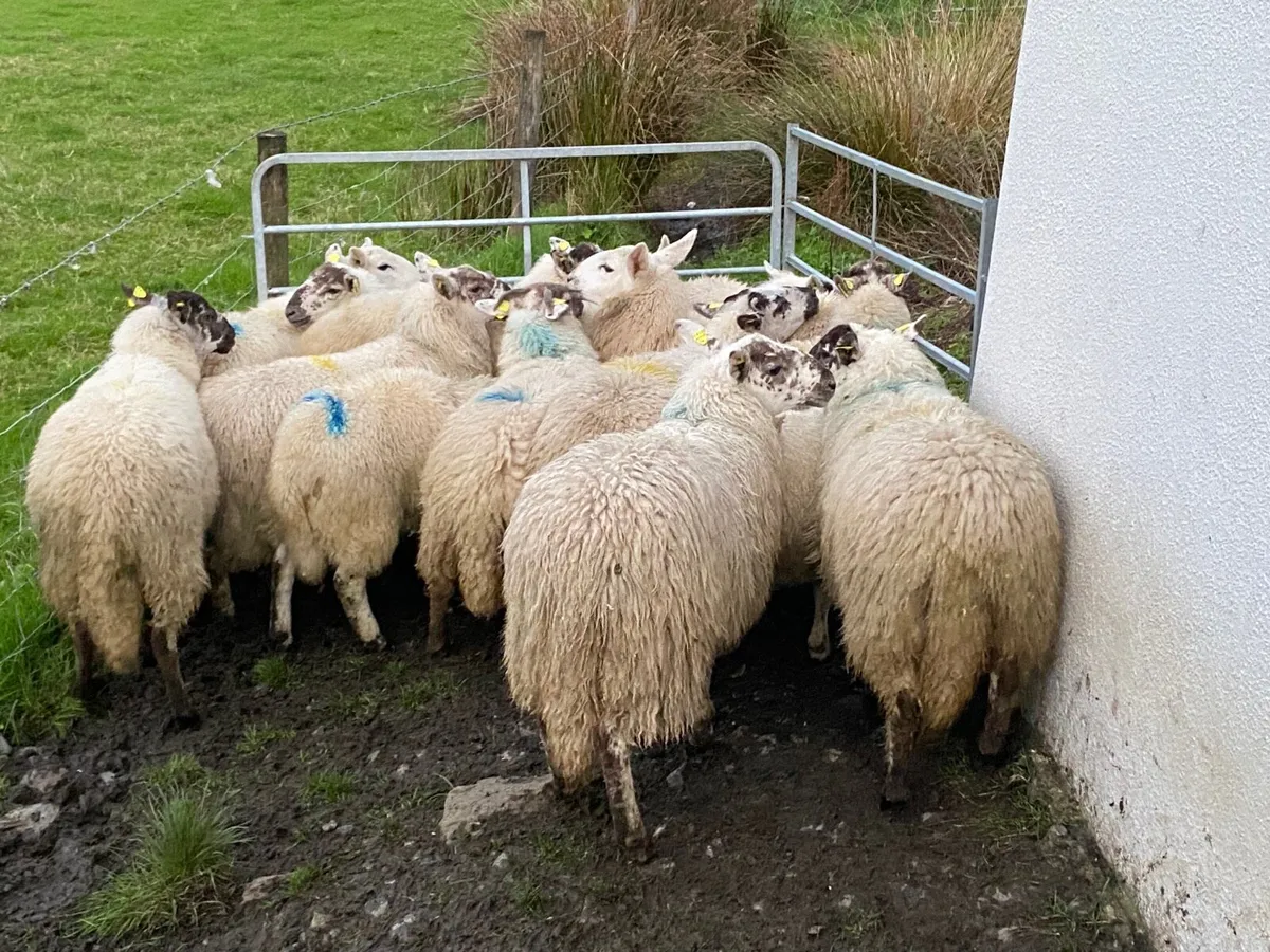 16 Super Ewe Lambs - Image 2