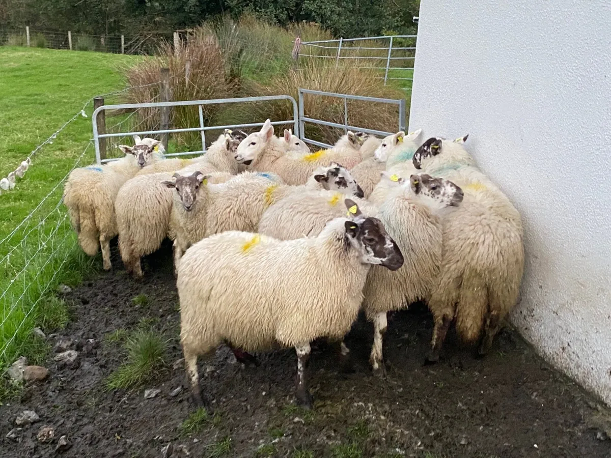 16 Super Ewe Lambs - Image 3