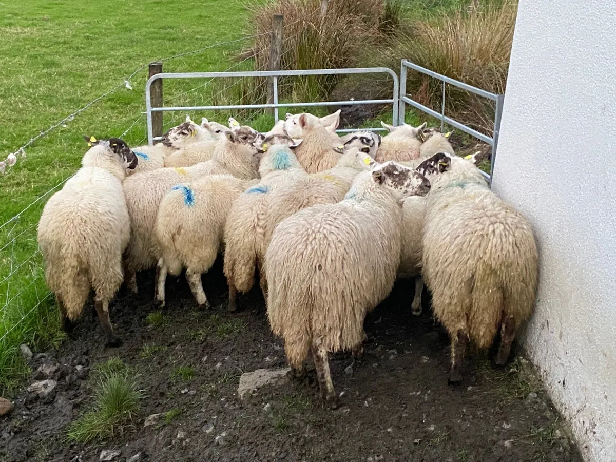 16 Super Ewe Lambs - Image 4