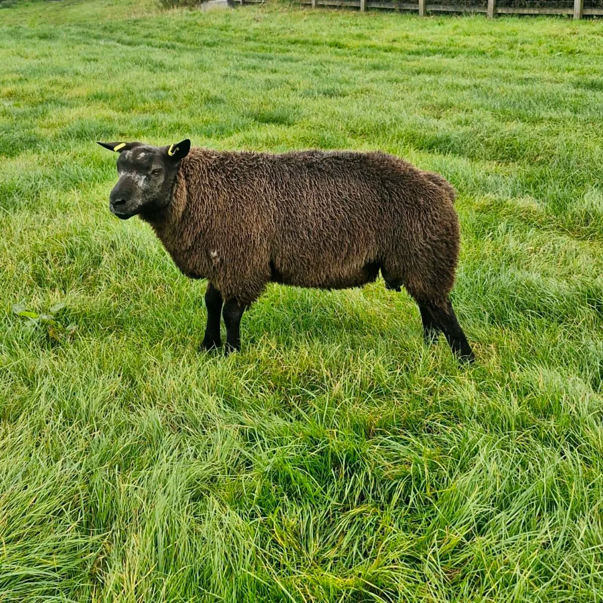 P.b.r Blue texel ram lamb's sis approved - Image 1