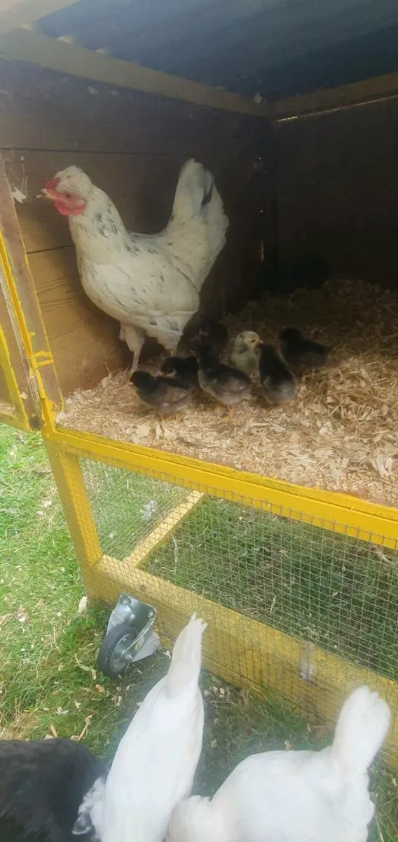 Poultry - Image 1