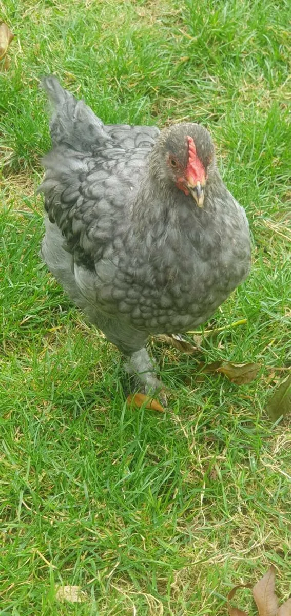 Poultry - Image 2