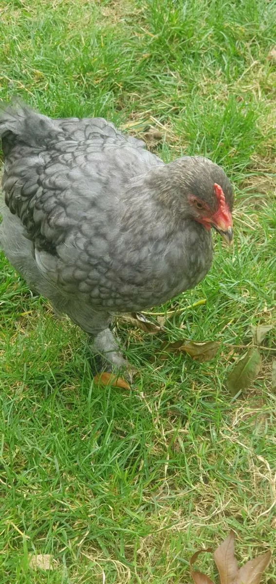 Poultry - Image 3