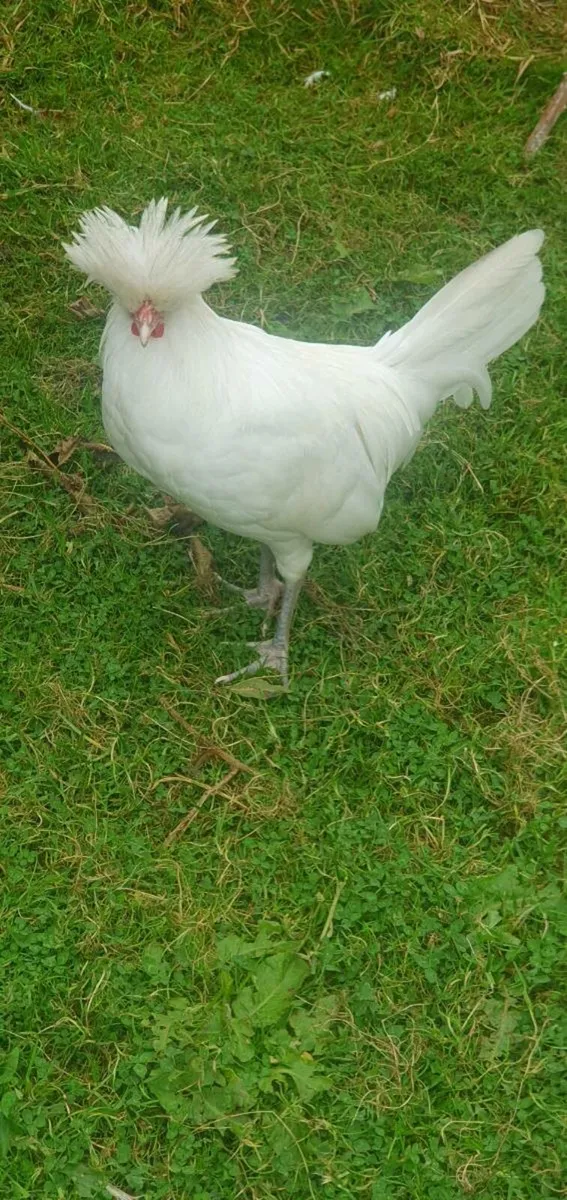 Poultry - Image 4