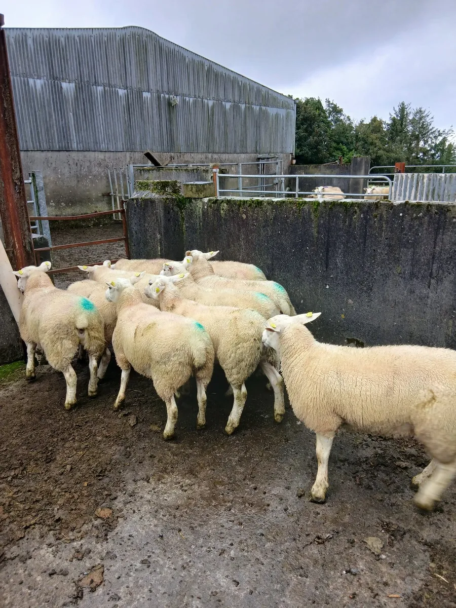Ewe lambs - Image 1