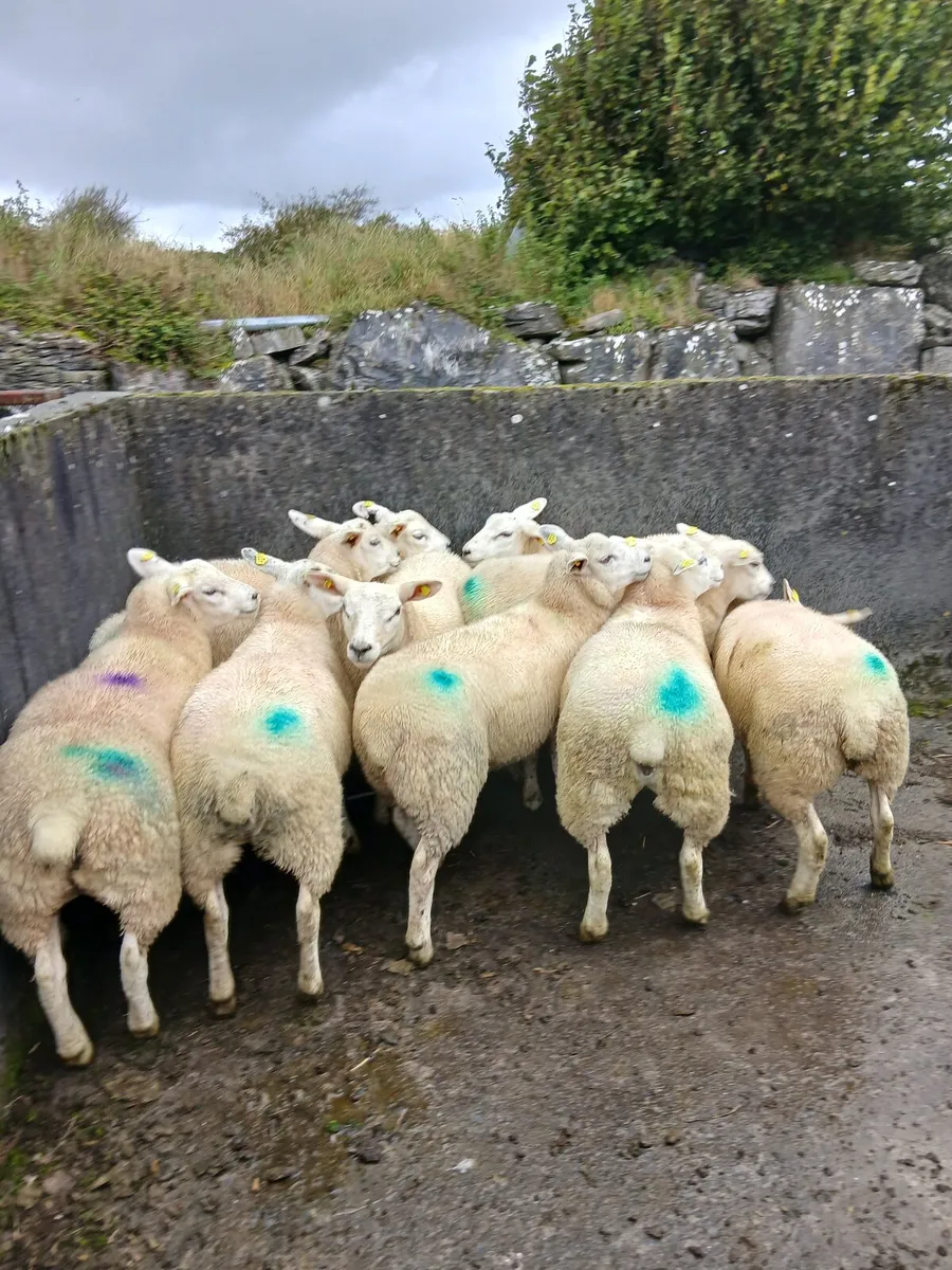 Ewe lambs - Image 2