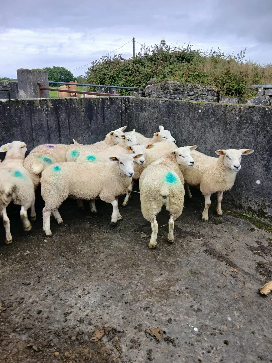 Ewe lambs - Image 3