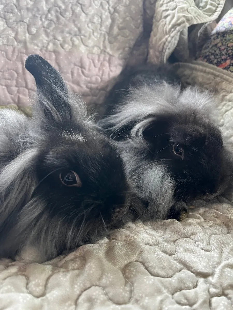 Rabbits/Bunnies - Image 2