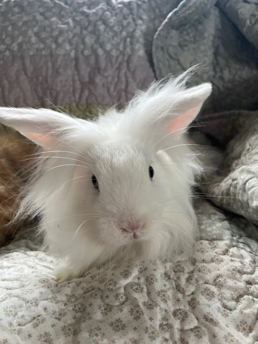 Rabbits/Bunnies - Image 3