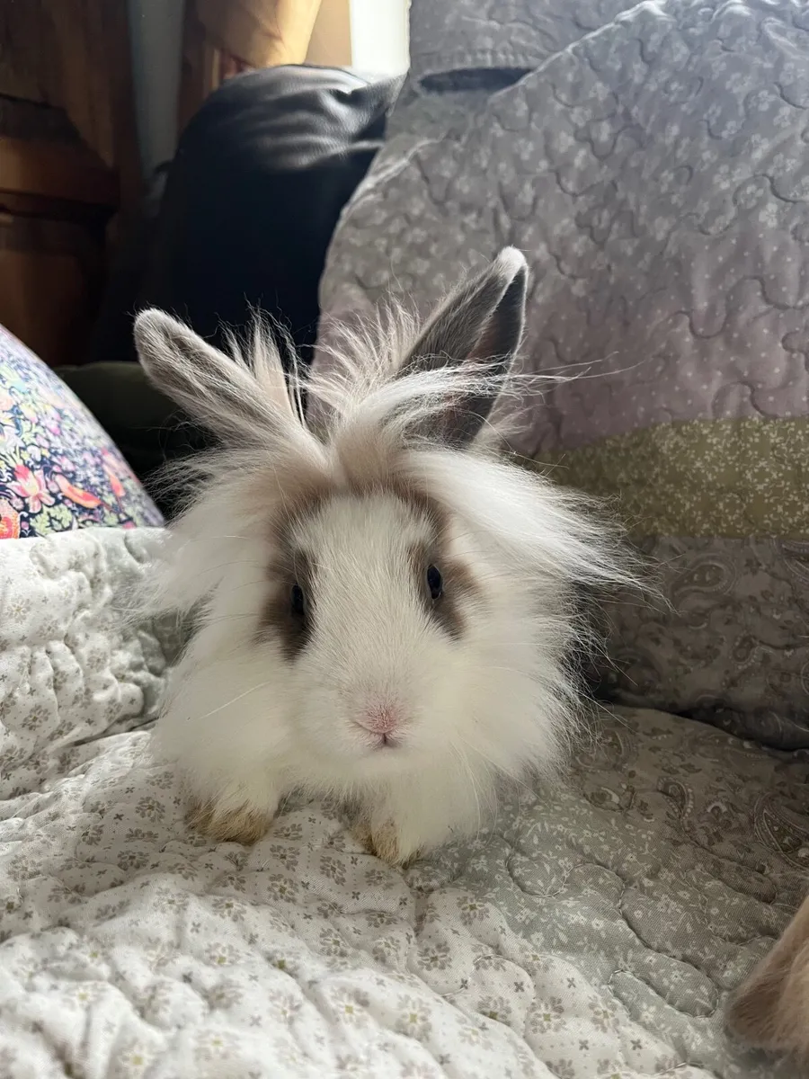 Rabbits/Bunnies - Image 4