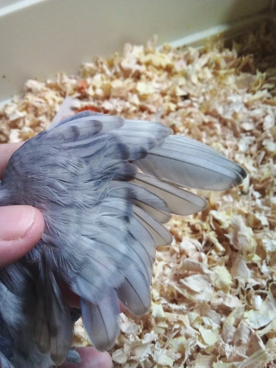 lovebirds hand reared - Image 3