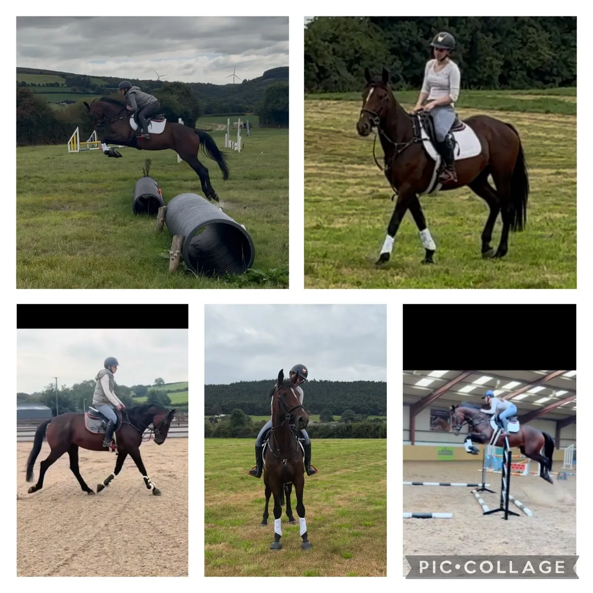 Stunning potential eventer/showjumper - Image 1