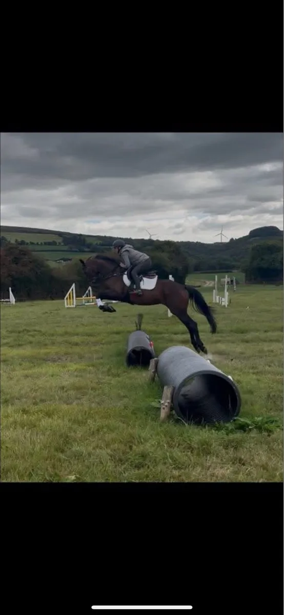 Stunning potential eventer/showjumper - Image 2