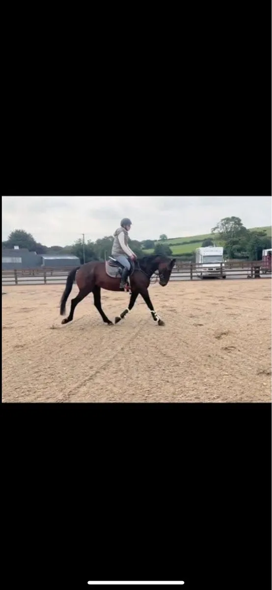 Stunning potential eventer/showjumper - Image 3