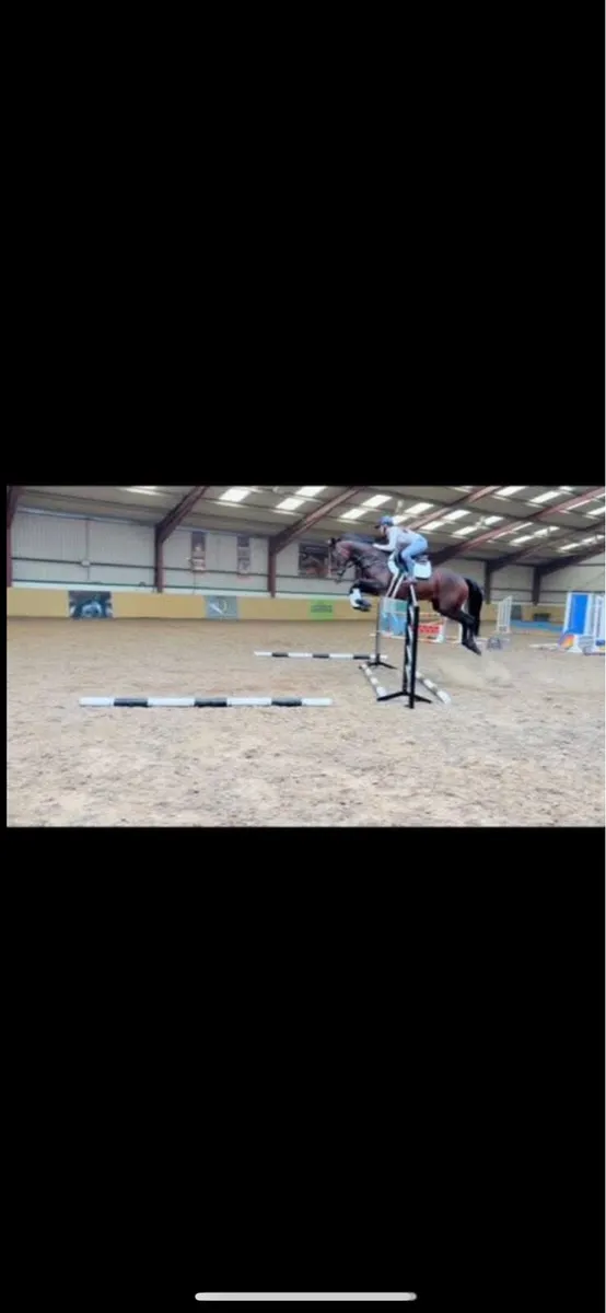 Stunning potential eventer/showjumper - Image 4