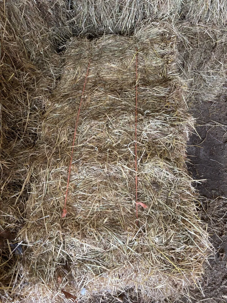 Small square bales horse hay - Image 1