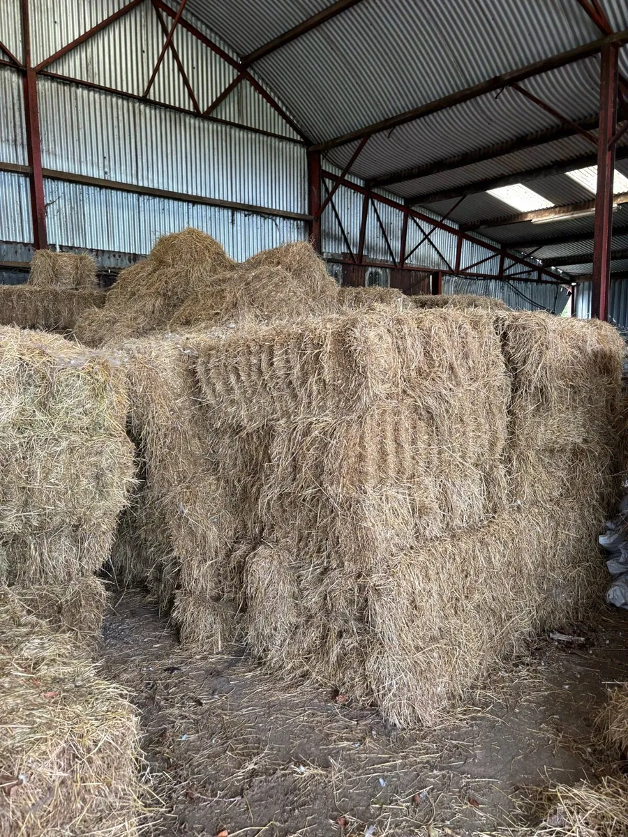 Small square bales horse hay - Image 2
