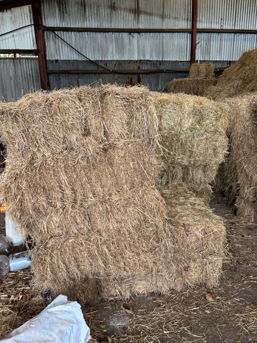 Small square bales horse hay - Image 3