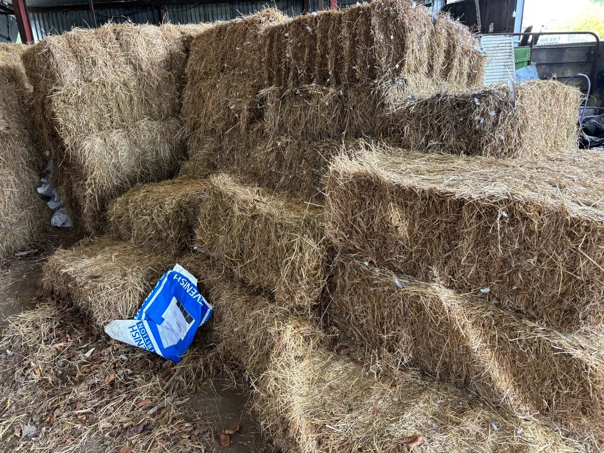 Small square bales horse hay - Image 4