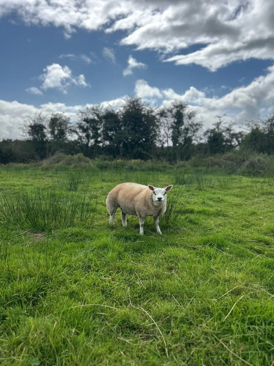 PBNR Beltex ewe lambs - Image 1
