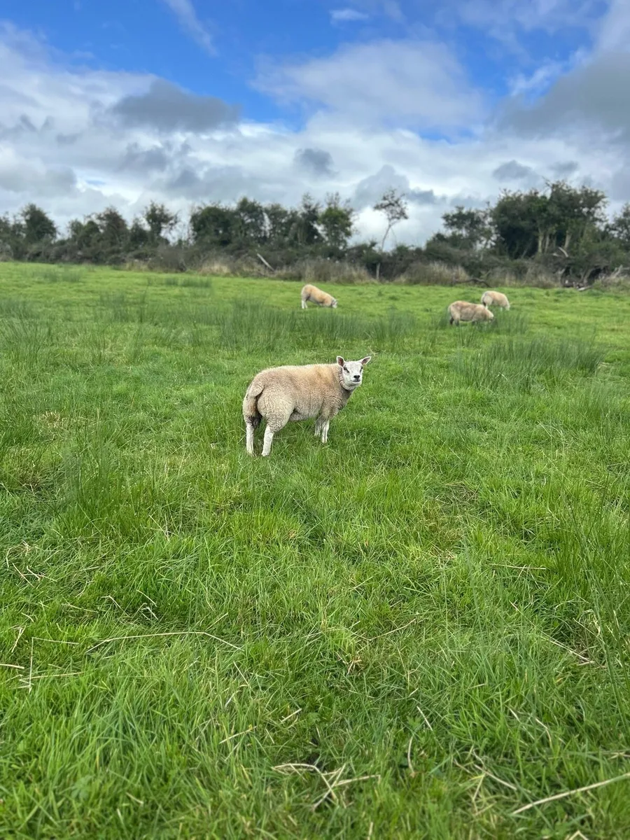 PBNR Beltex ewe lambs - Image 2