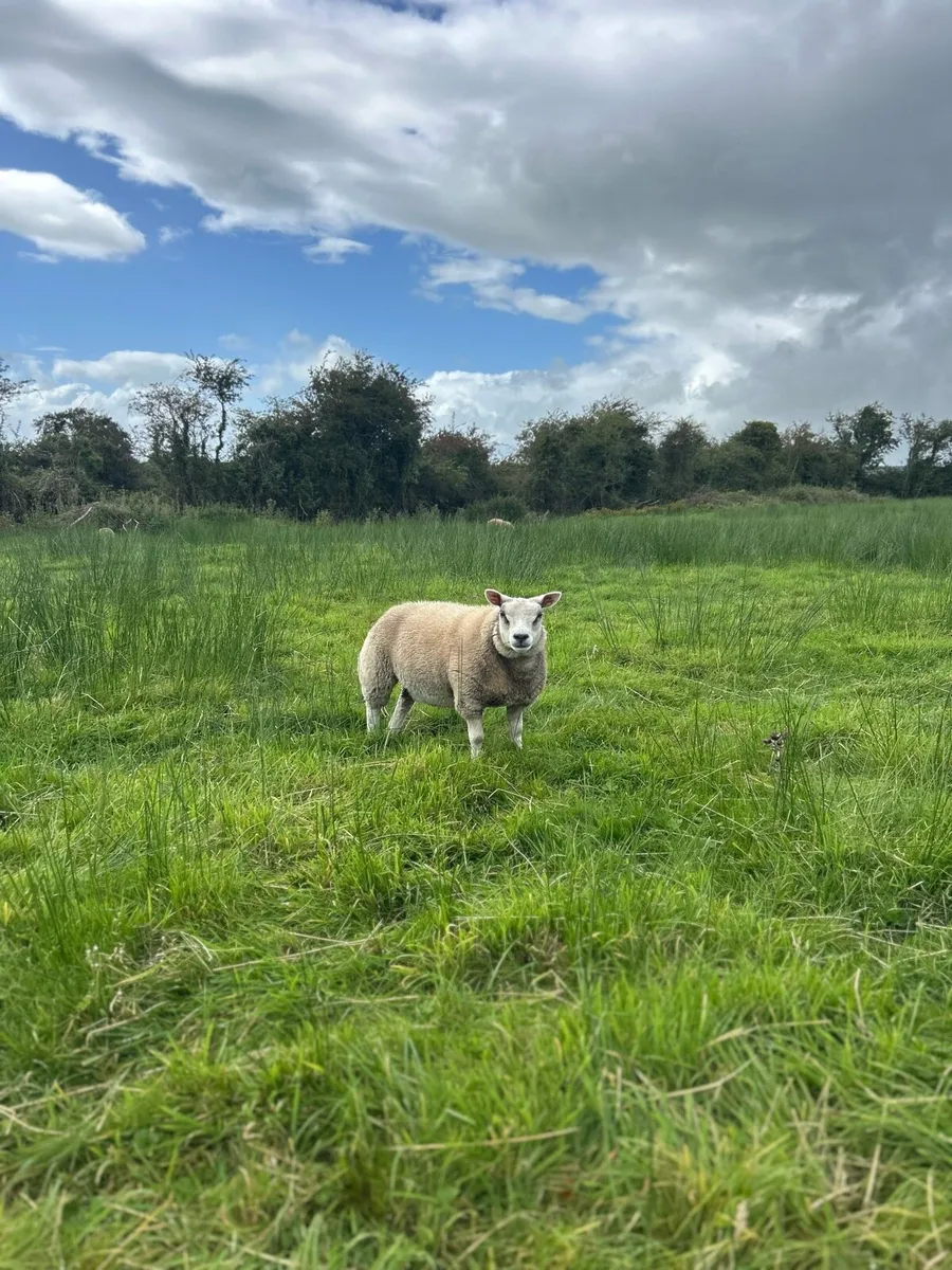 PBNR Beltex ewe lambs - Image 3