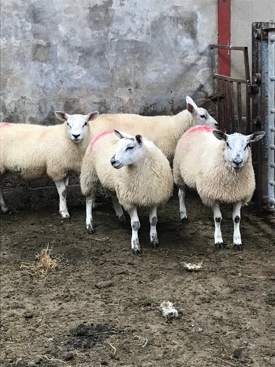 Sheep - Image 1