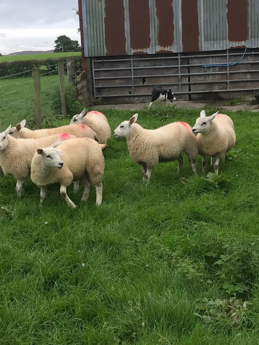 Sheep - Image 2