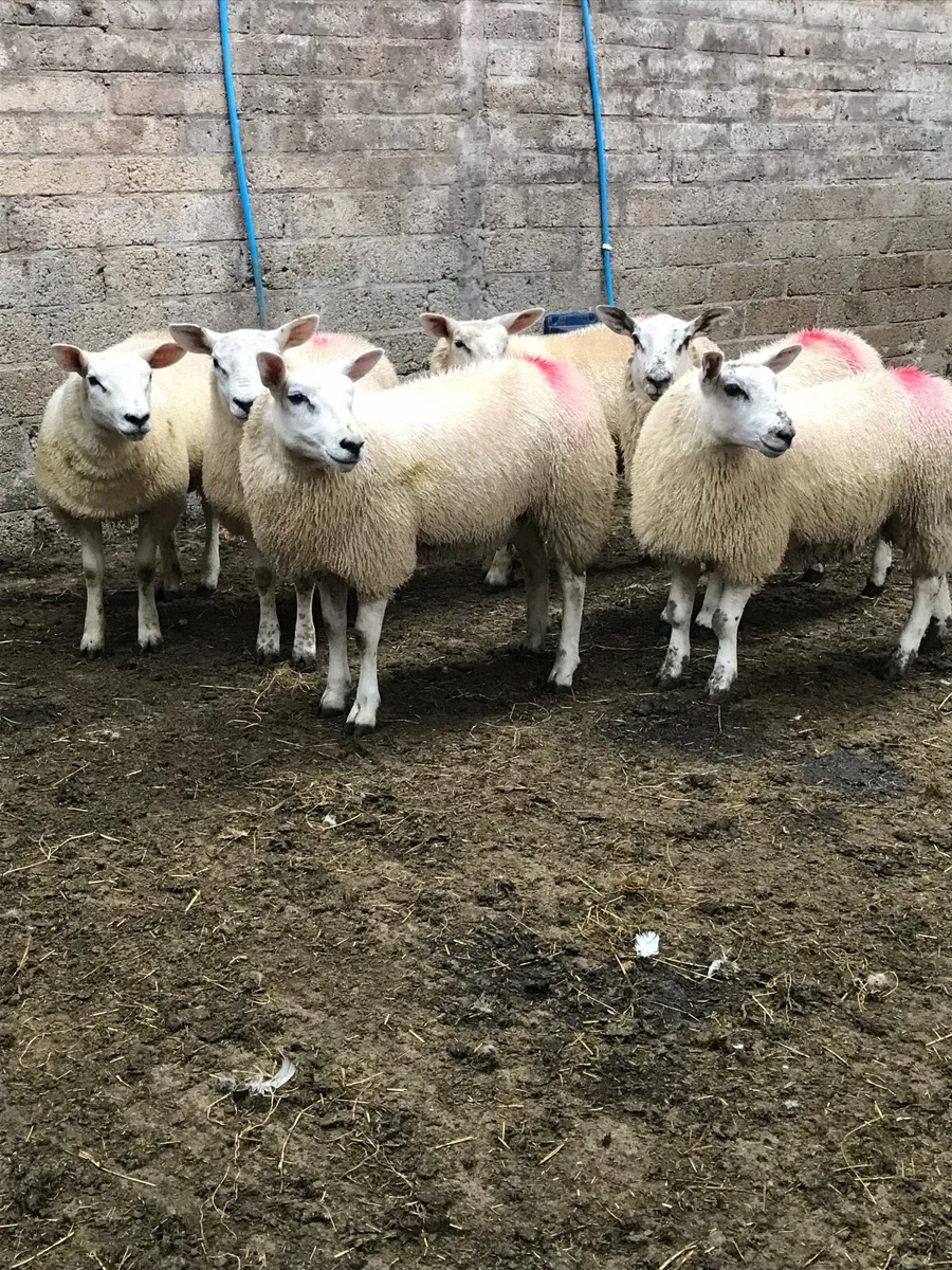 Sheep - Image 3