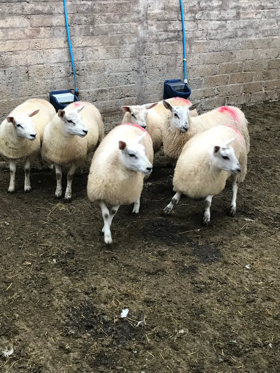 Sheep - Image 4