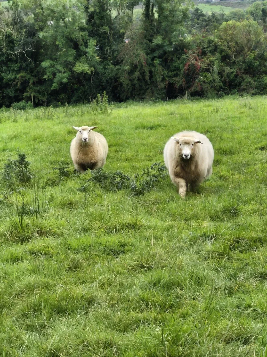 Galway ram lambs - Image 1