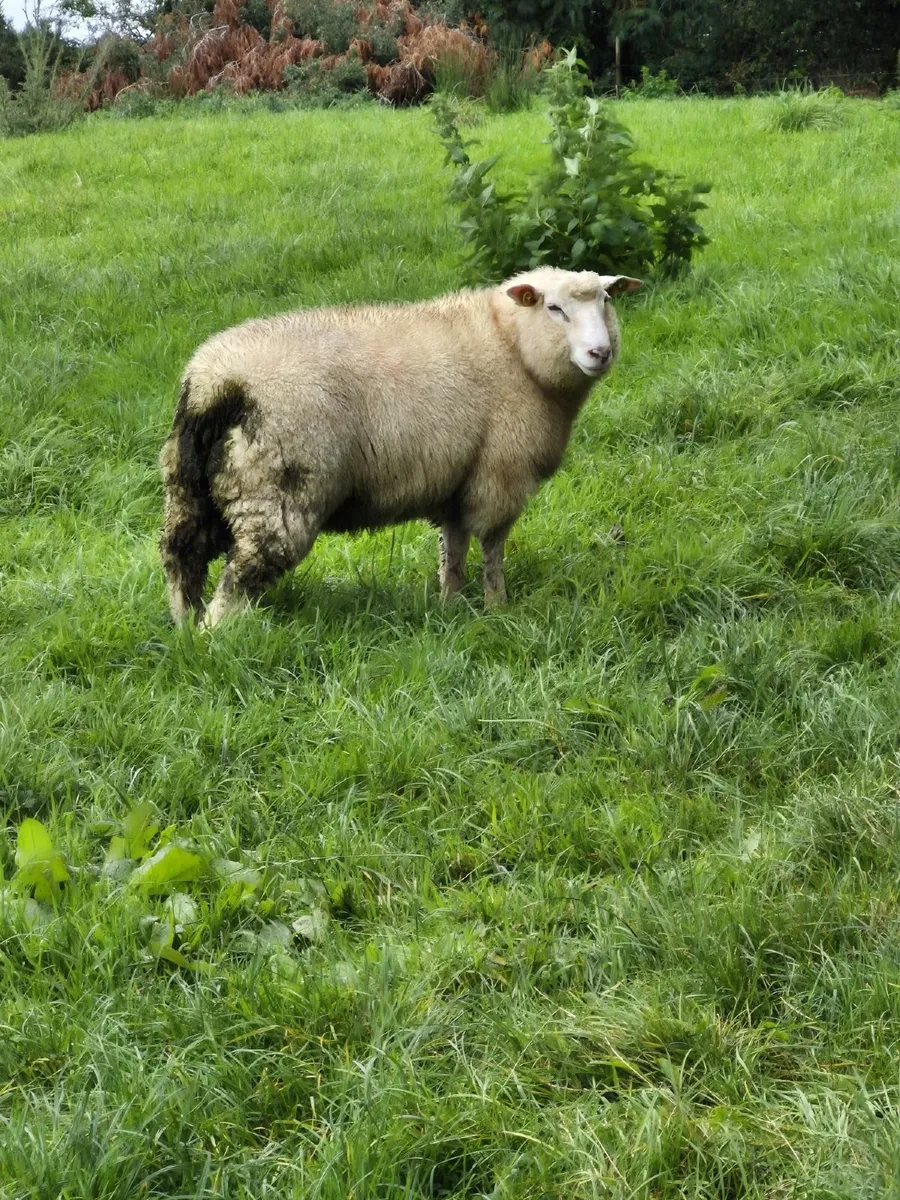 Galway ram lambs - Image 3