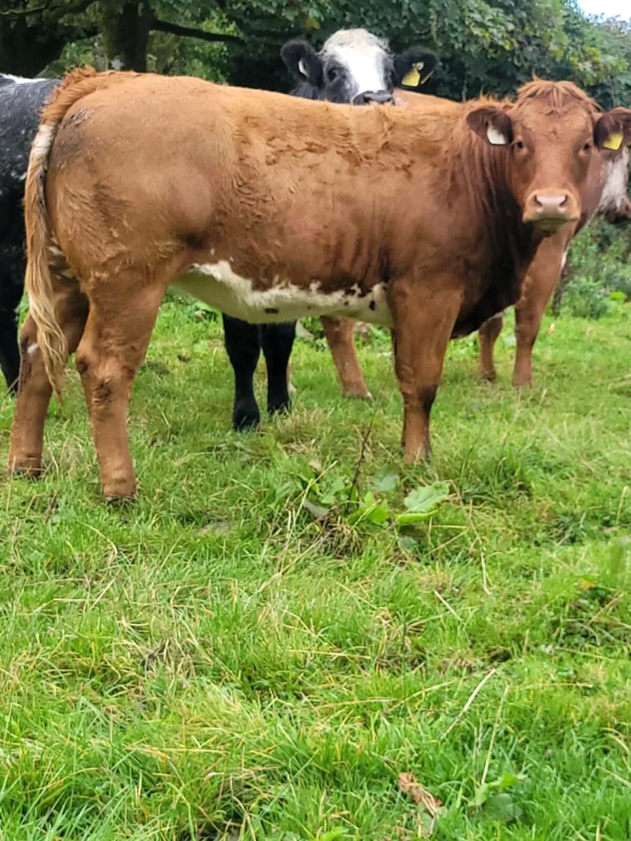 Weanling heifers - Image 1