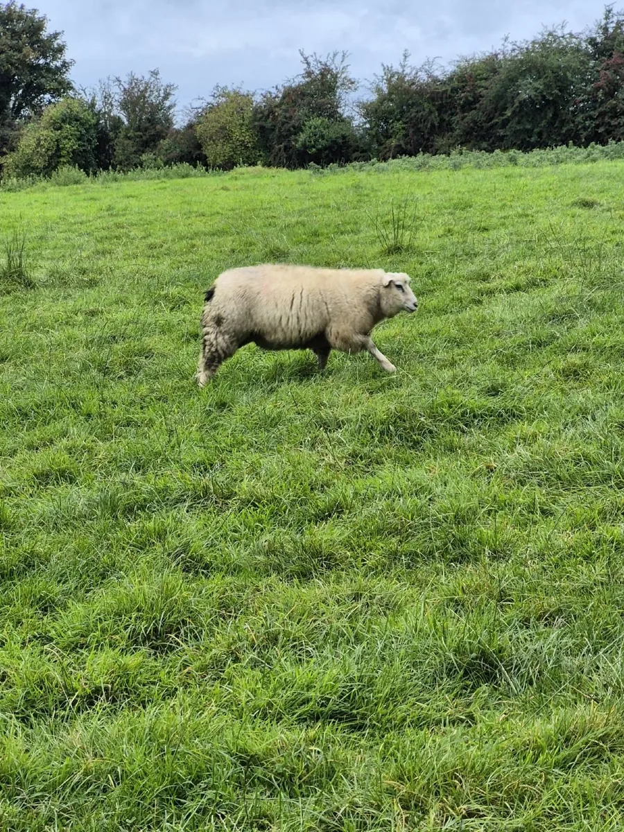 Galway ram lambs - Image 4
