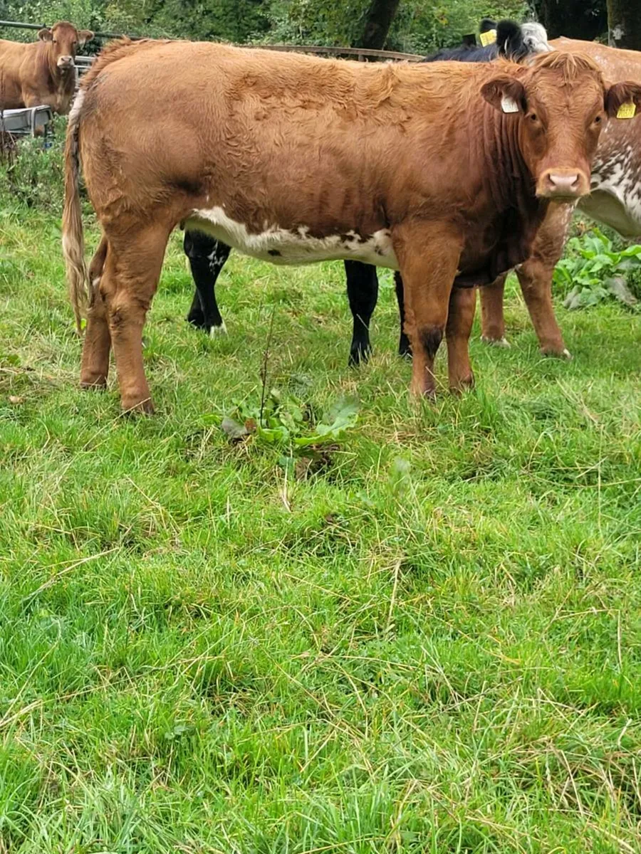 Weanling heifers - Image 2