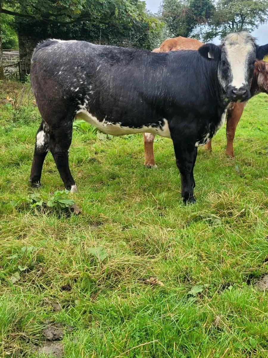 Weanling heifers - Image 3