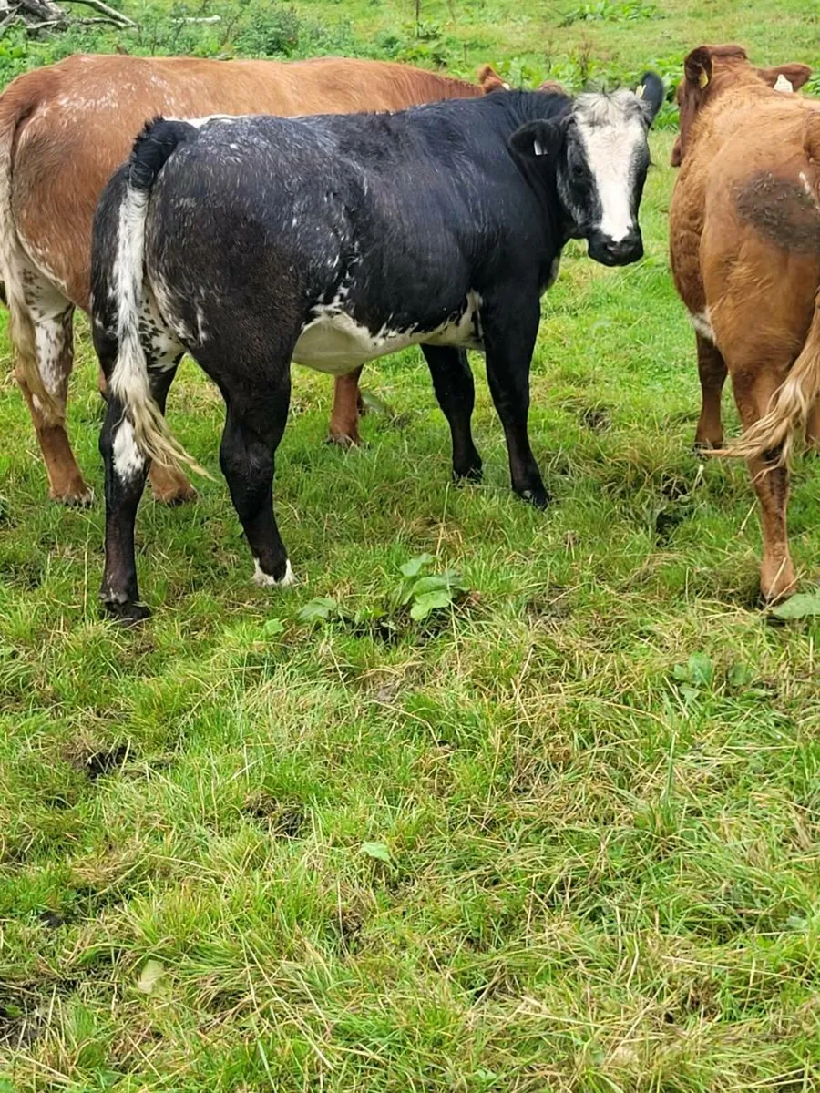 Weanling heifers - Image 4