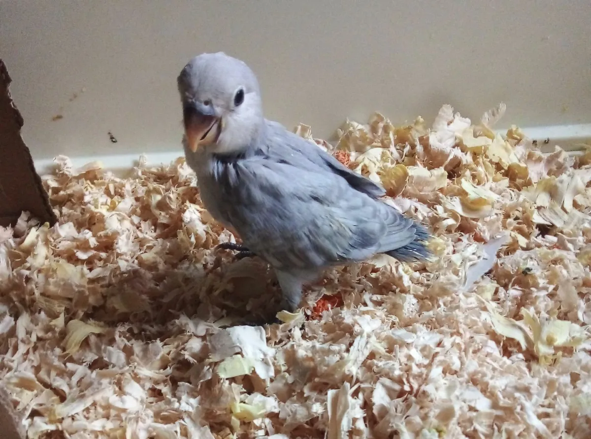 Hand reared lovebirds - Image 1