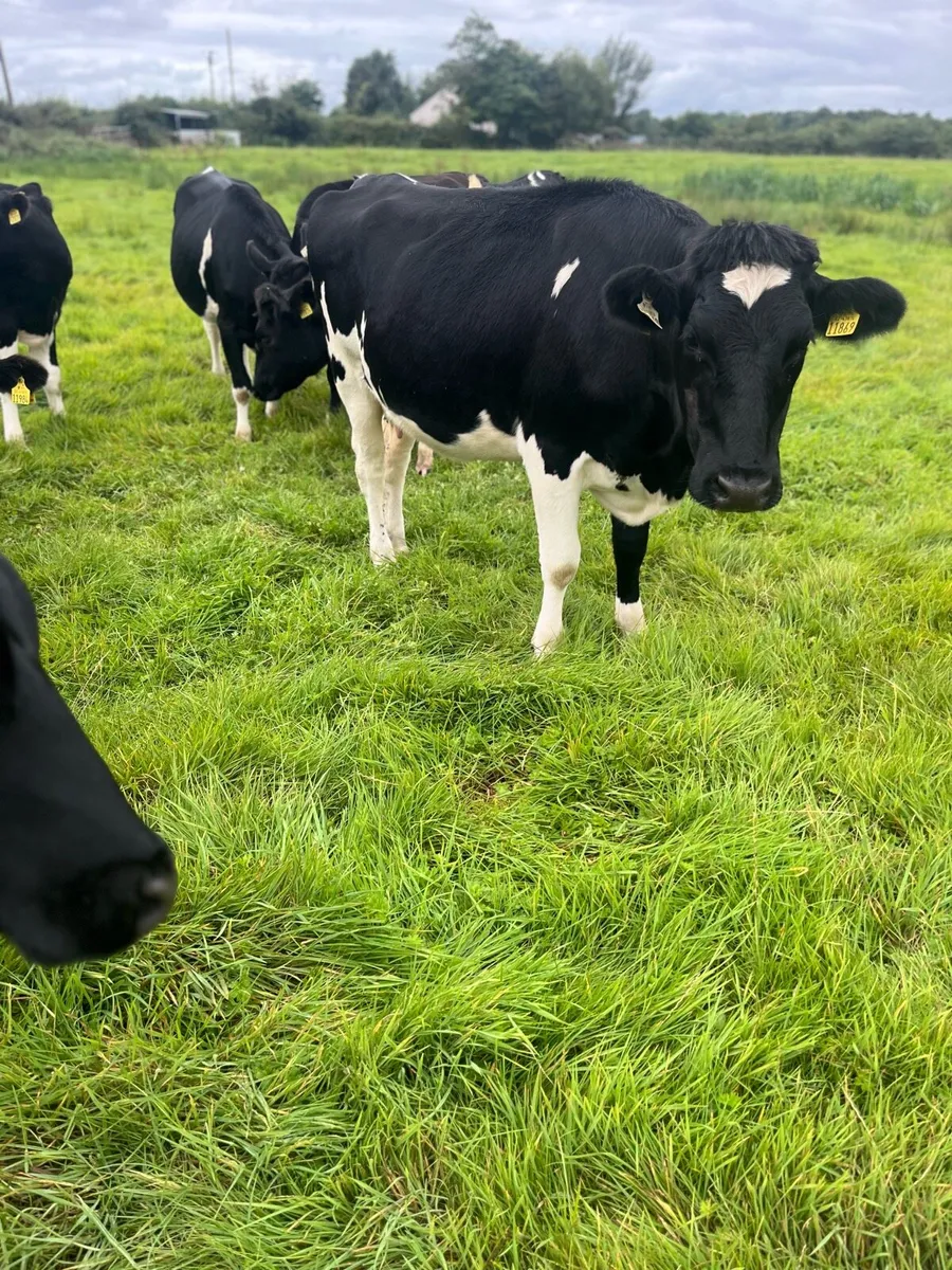 15 incalf heifers - Image 1