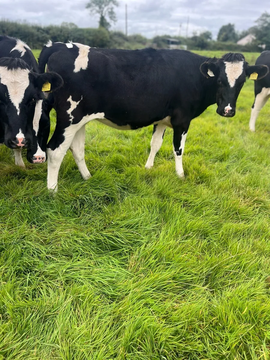 15 incalf heifers - Image 2