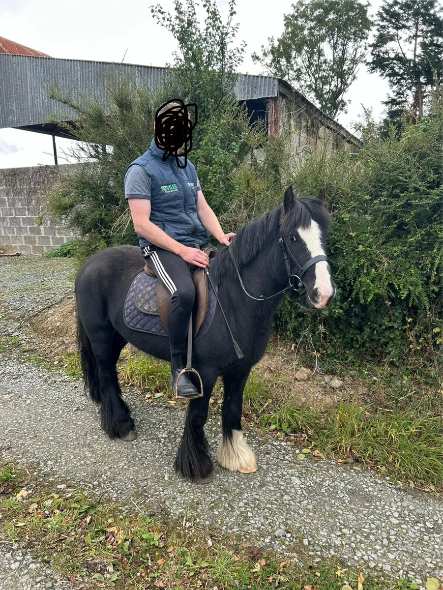 Pony - Image 2