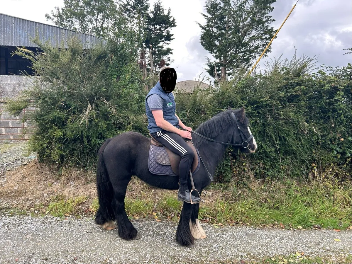 Pony - Image 3