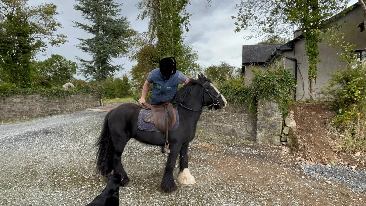 Pony - Image 4