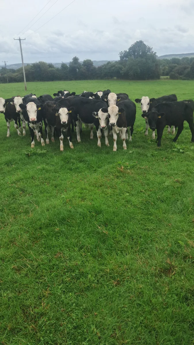 Weanlings - Image 1