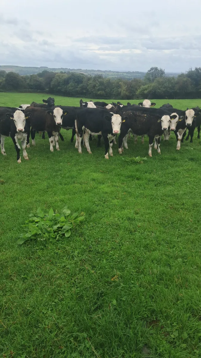 Weanlings - Image 2