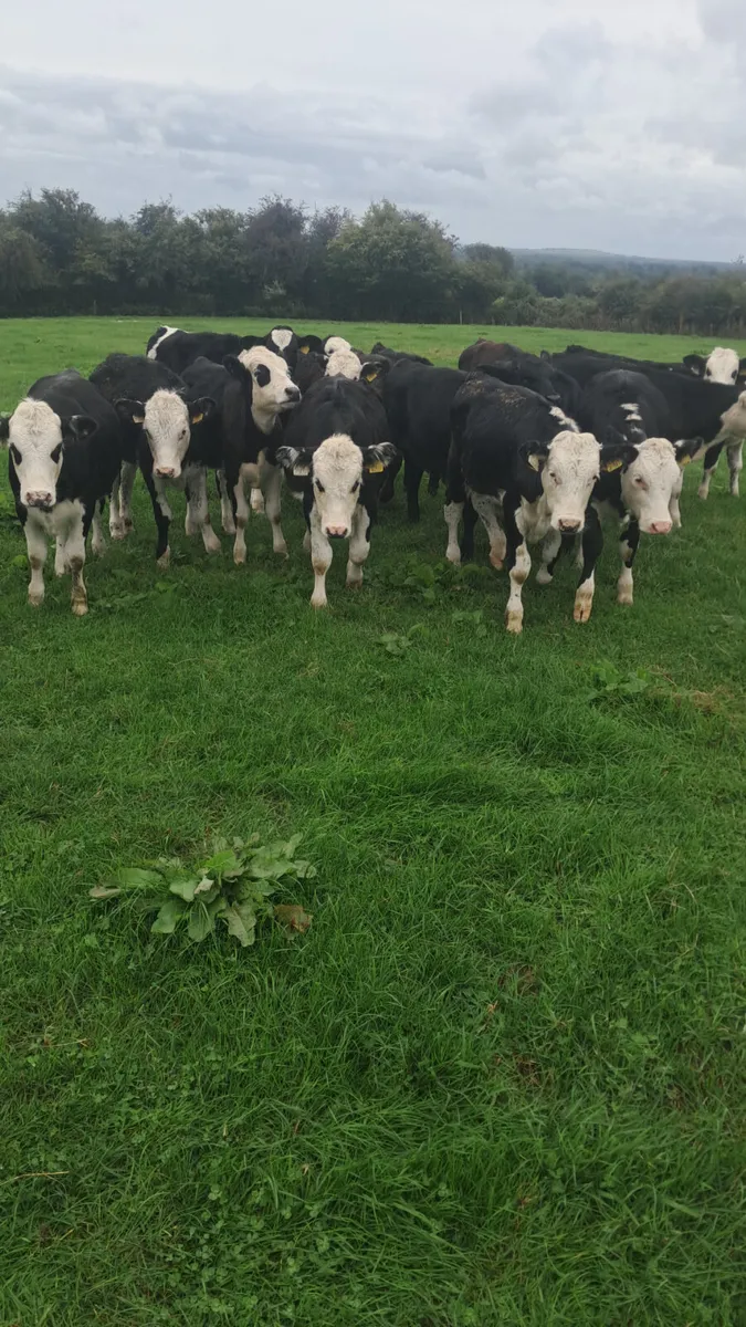 Weanlings - Image 4