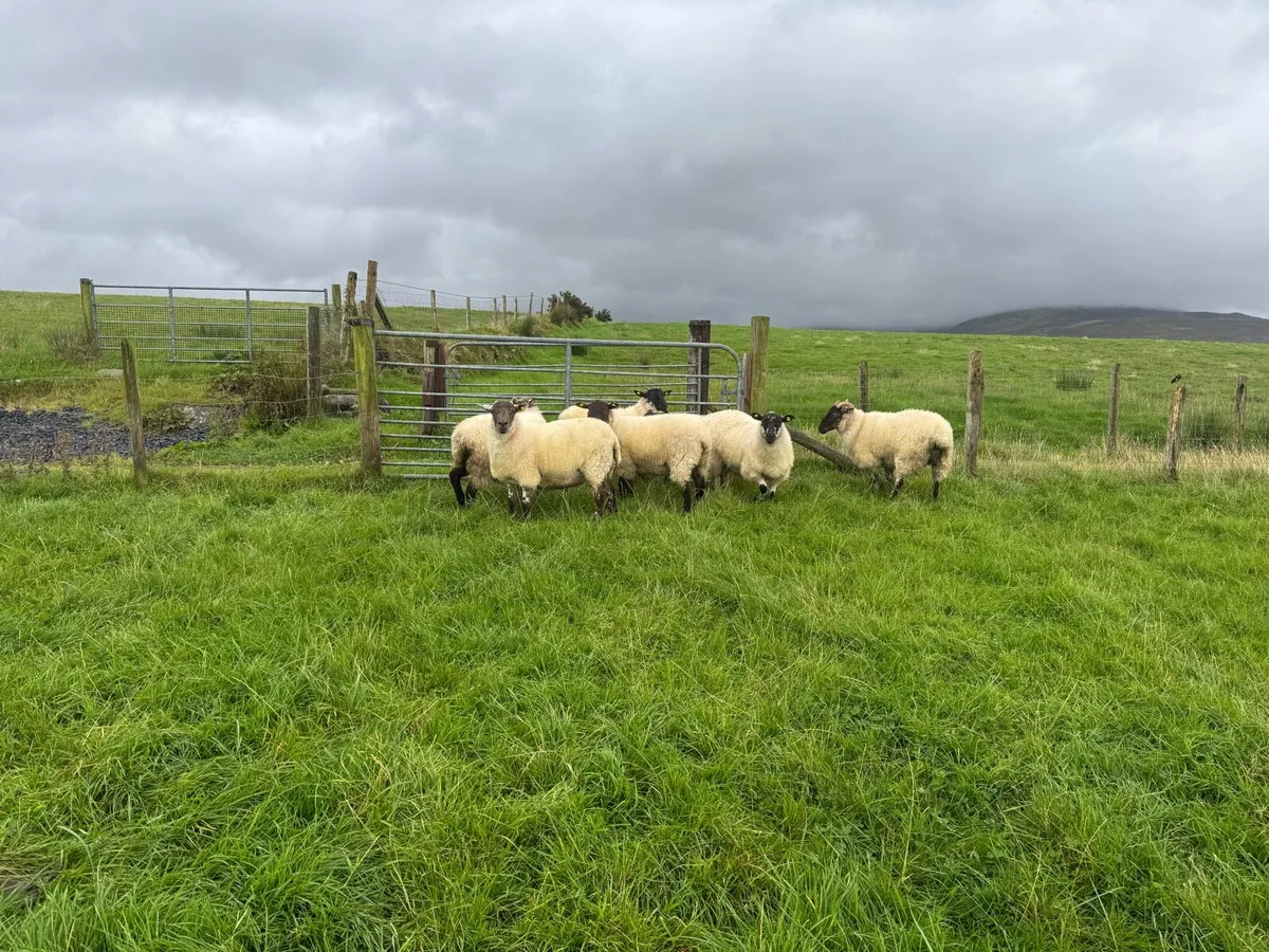 7 Organic Hoggets - Image 1
