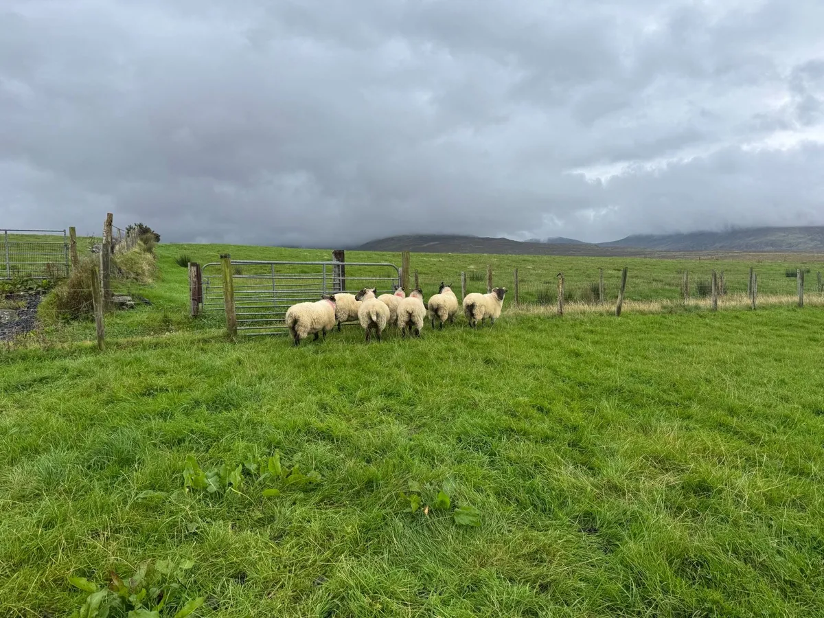 7 Organic Hoggets - Image 2